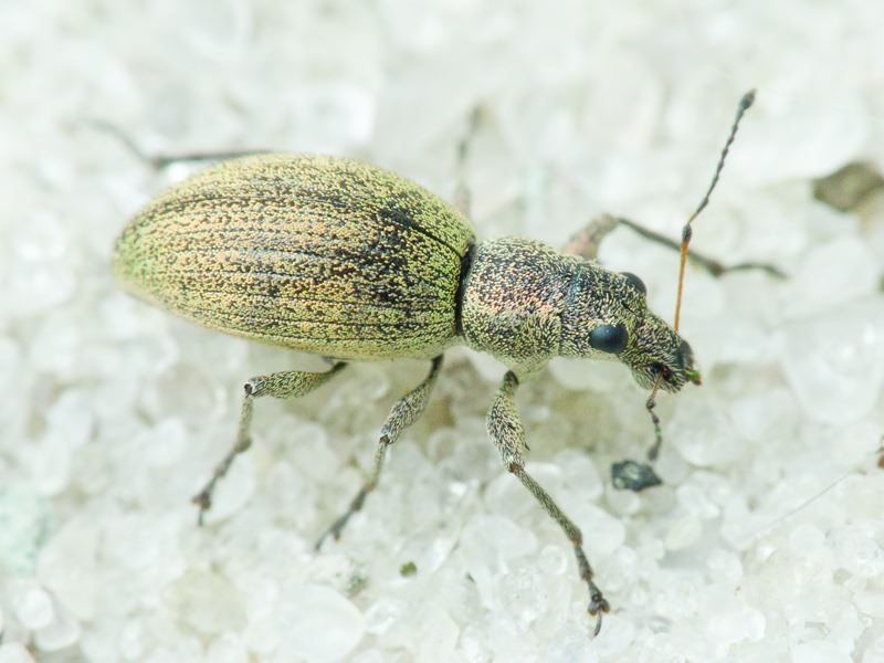 Eusomus ovulum Germar, 1824